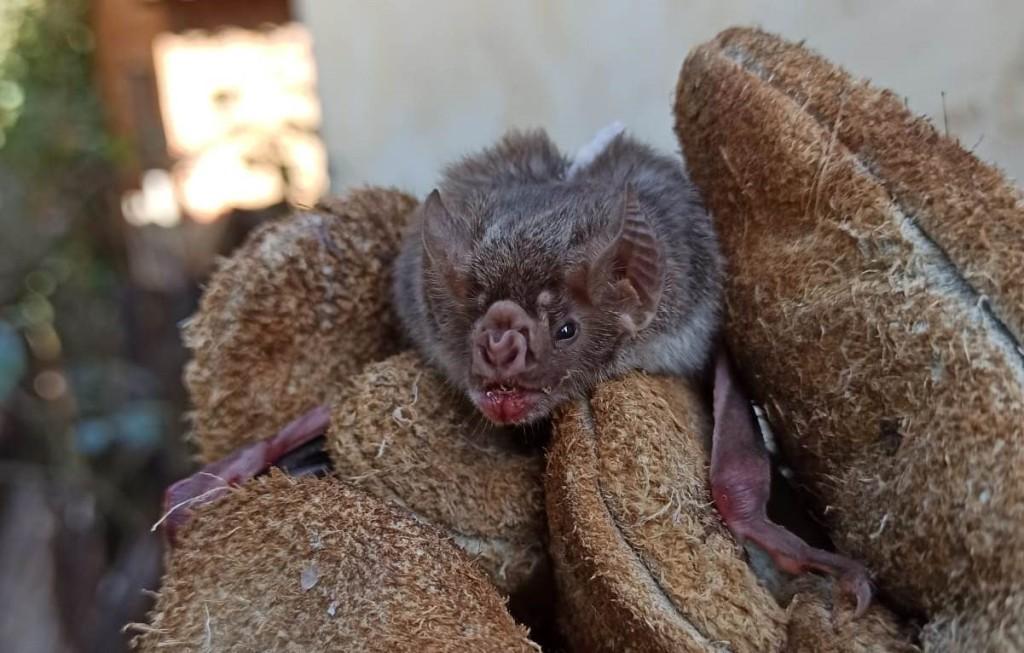 Agrodefesa intensifica monitoramento de morcegos para evitar raiva em herbívoros