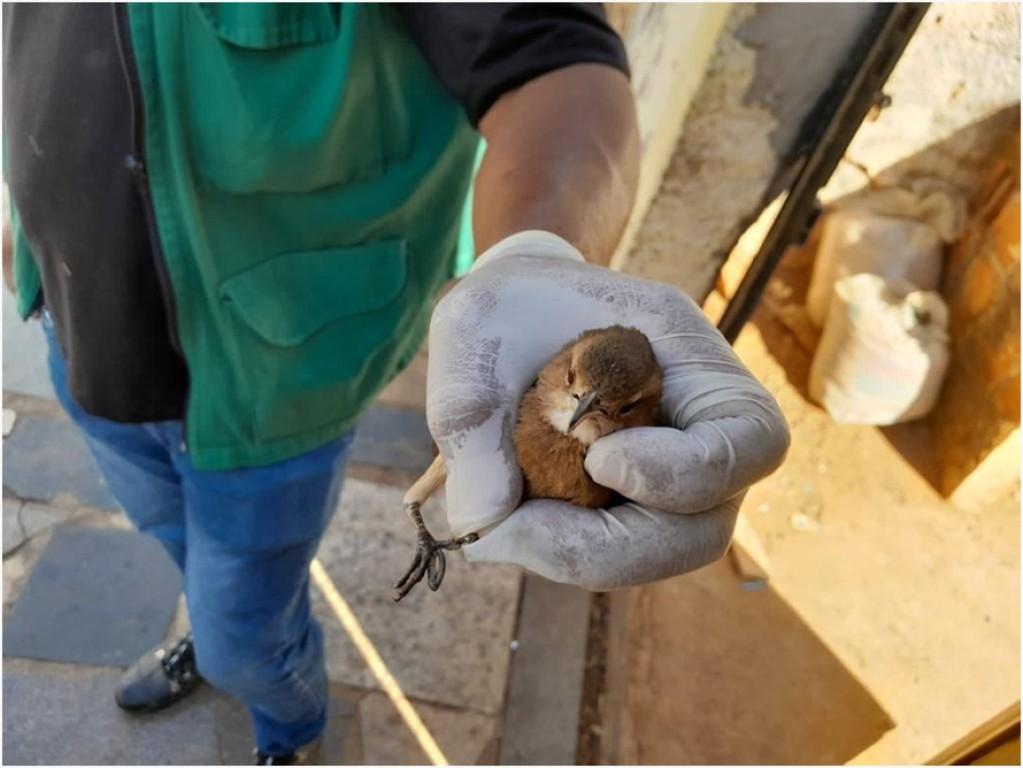 Prefeitura de Goiânia resgata 162 animais silvestres de janeiro a junho de 2023
