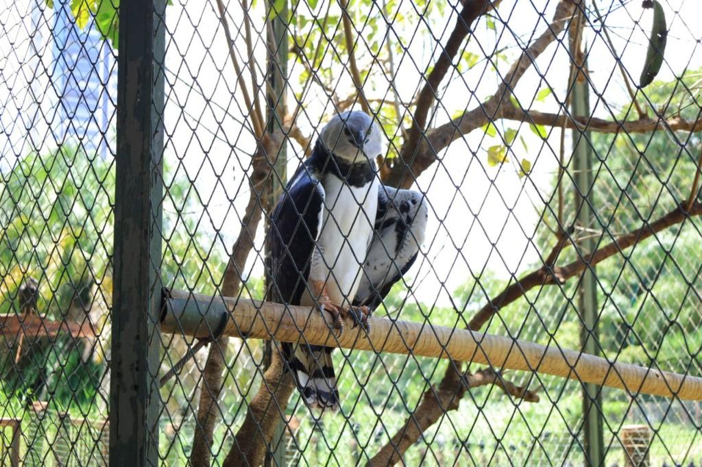 Harpia macho vinda do Paraná se adapta à fêmea no Zoológico de Goiânia após seis meses de transferência