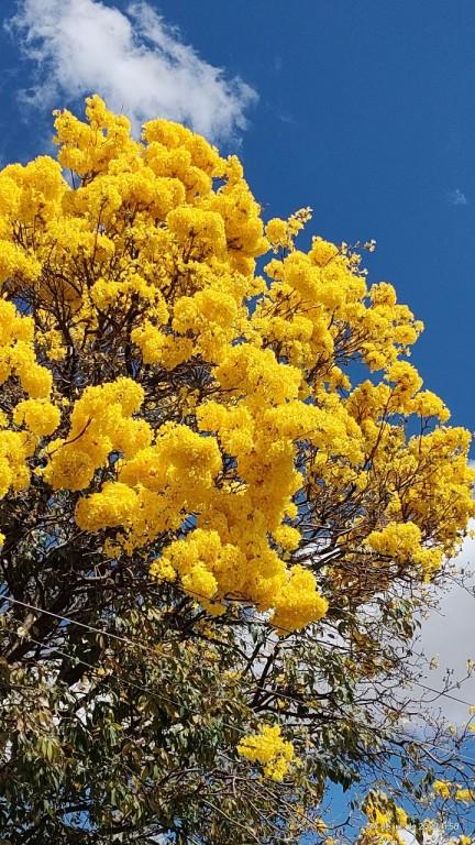 Ipês e Cega-Machado começam a florir e a encantar a população em Goiânia