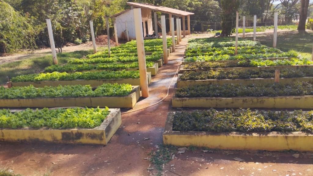 Prefeitura de Goiânia entrega mais de 220 quilos de produtos do Projeto Horta Comunitária para famílias cadastradas no Cras Floresta