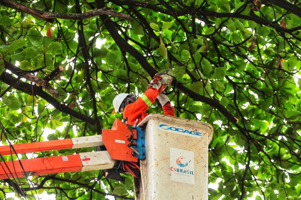 Prefeitura de Goiânia recebe mais de 2 mil pedidos de poda ou retirada de árvores em oito meses