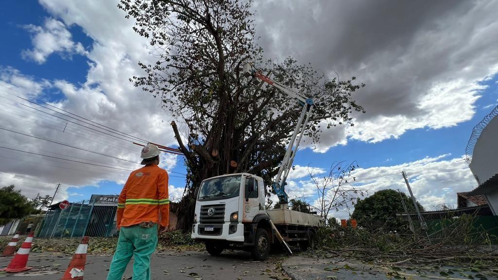 Prefeitura de Goiânia reforça poda preventiva em árvores dos setores Jardim América, Chácara do Governador e Bueno, nesta quarta-feira (09/08)