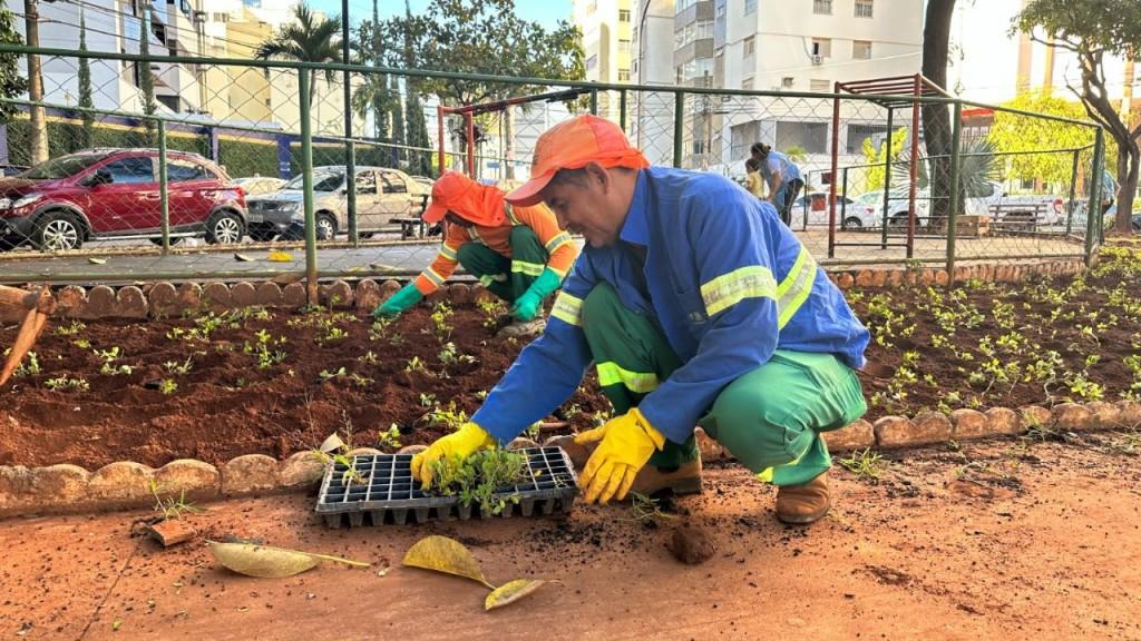 Prefeitura implanta novo paisagismo nas praças do Avião, Cirrose e Tamandaré