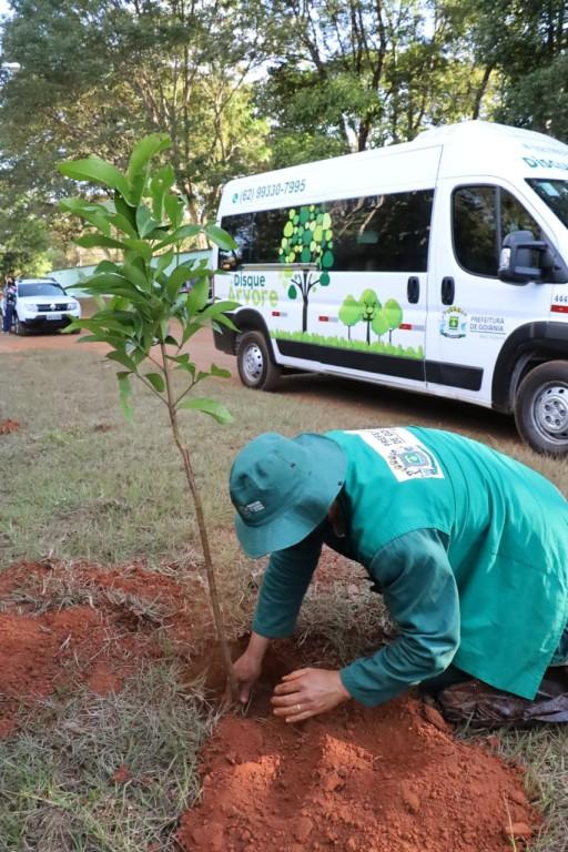 Prefeitura de Goiânia planta 1.113 mudas de árvores em calçadas de janeiro a setembro deste ano