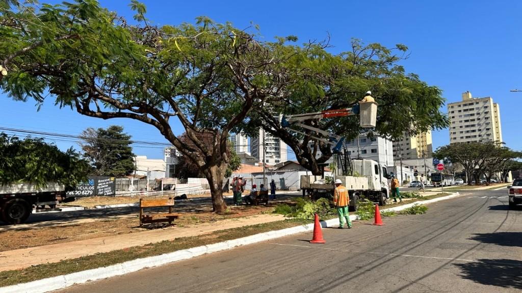 Prefeitura de Goiânia realiza poda preventiva de árvores em bairros da região Noroeste, nesta terça-feira (12/9)