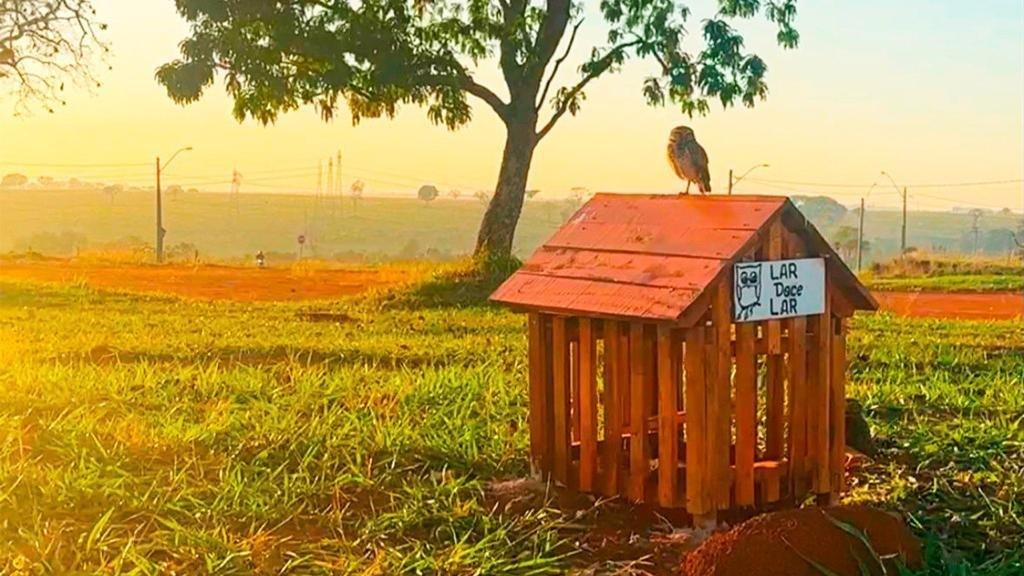 Prefeitura instala abrigo de coruja no Residencial Brisas do Cerrado e amplia para 58 o número de casinhas em Goiânia