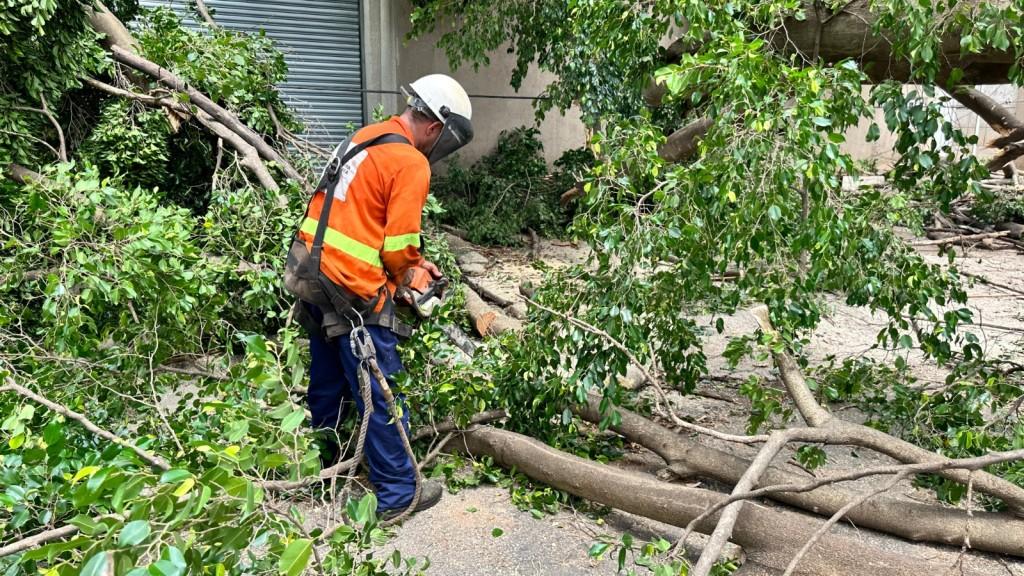 Em dois dias, Prefeitura de Goiânia desobstrui dezenas de vias da Capital afetadas pela queda de 160 árvores e 70 galhos