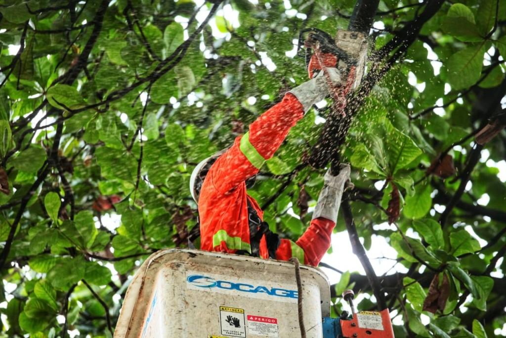 Prefeitura de Goiânia poda 53 mil árvores em dez meses