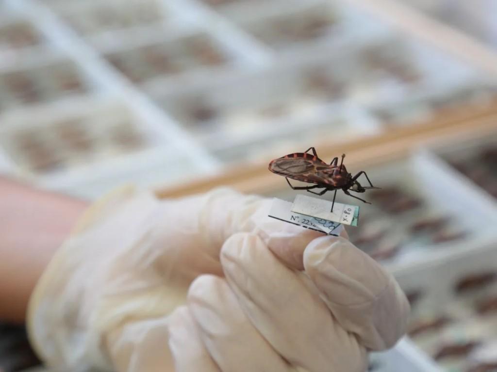 Goiás intensifica combate à doença de Chagas