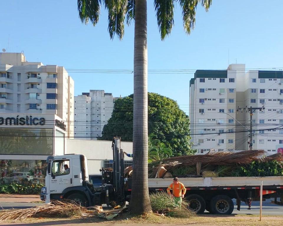 Prefeitura de Goiânia realiza poda preventiva em 361 palmeiras na Avenida T-63
