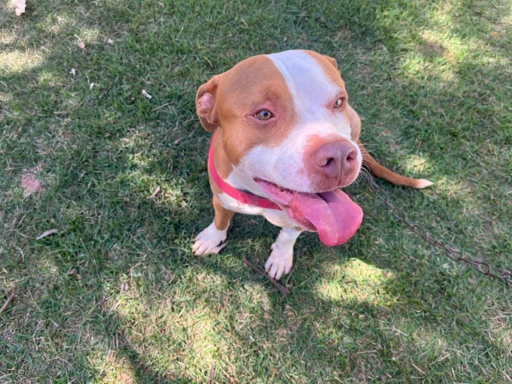 Veterinários da UPAVet atendem cachorro ferido após atropelamento na GO-060
