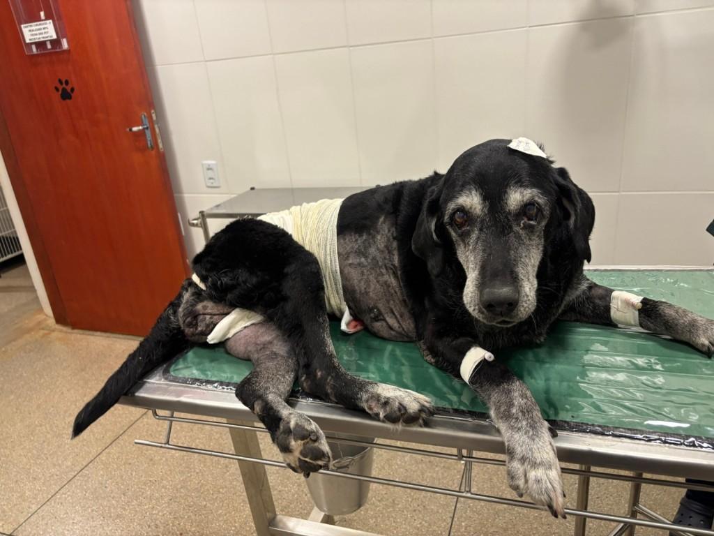 UPAvet realiza cirurgia em cadela e retira com tumor mamário de 3,5 quilos em Goiânia