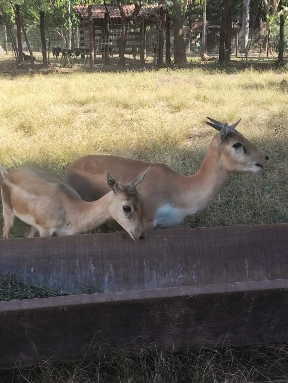 Zoológico de Goiânia ganha três novos moradores