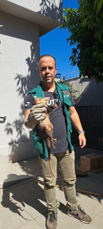 Amma resgata 12 animais silvestres de espécies diferentes em sete dias