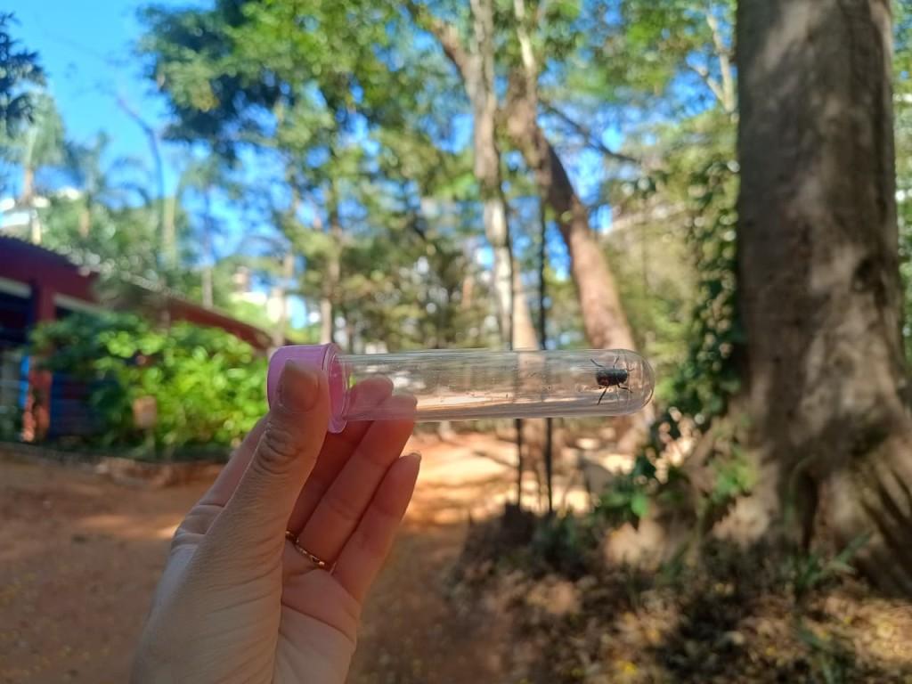 Com o apoio da Amma, pesquisa da UFG identifica nova espécie de inseto no Bosque dos Buritis