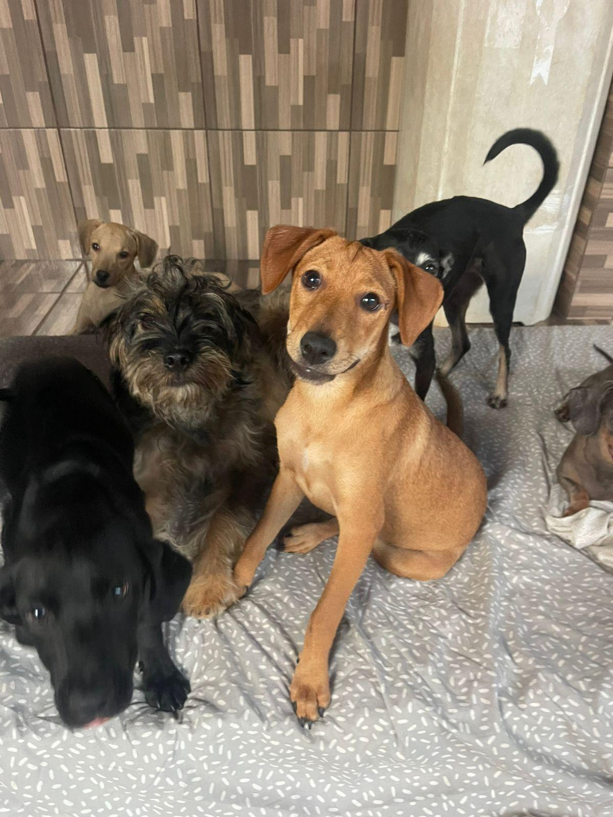 Shopping Cerrado promove evento de adoção responsável de cães e gatos neste sábado (20)