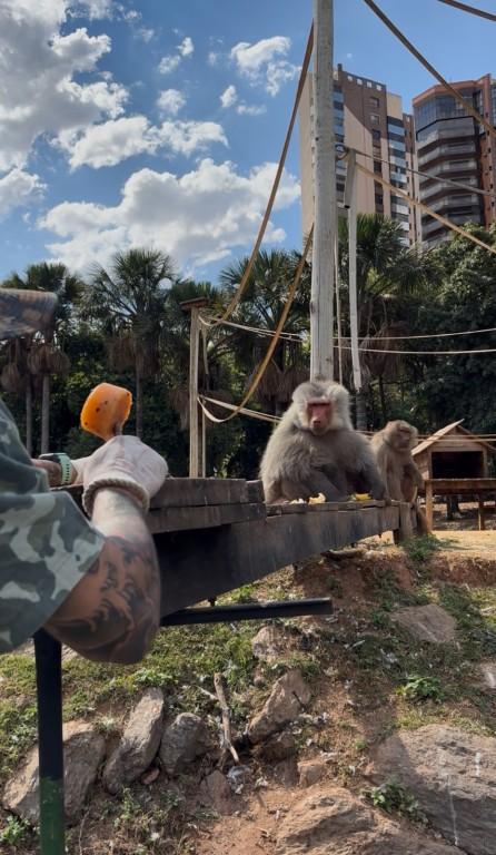 Zoológico de Goiânia intensifica ações de bem-estar animal no período de calor e seca