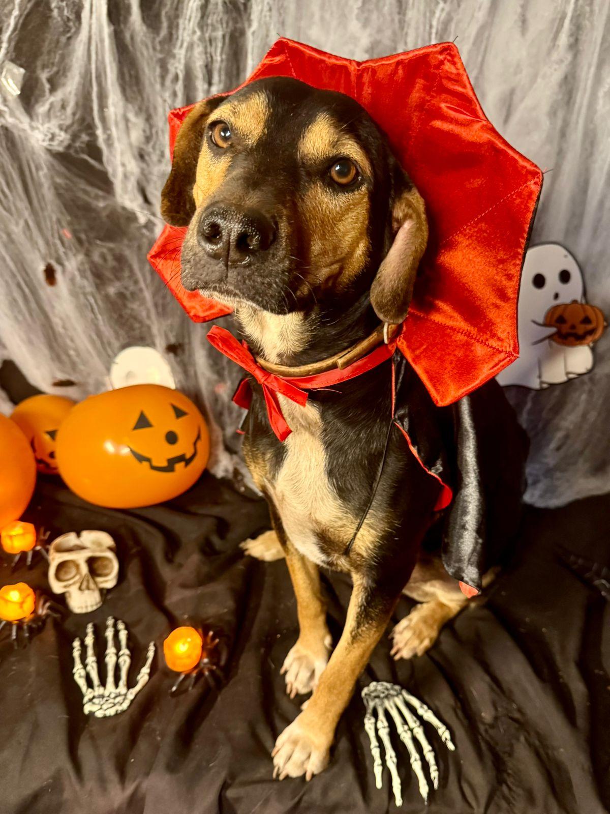 Goiânia Shopping promove 