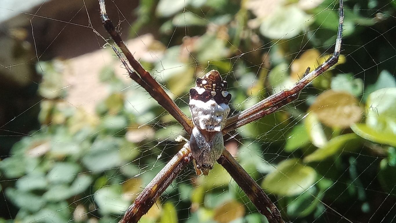 Goiás abre consulta pública sobre espécies ameaçadas de extinção