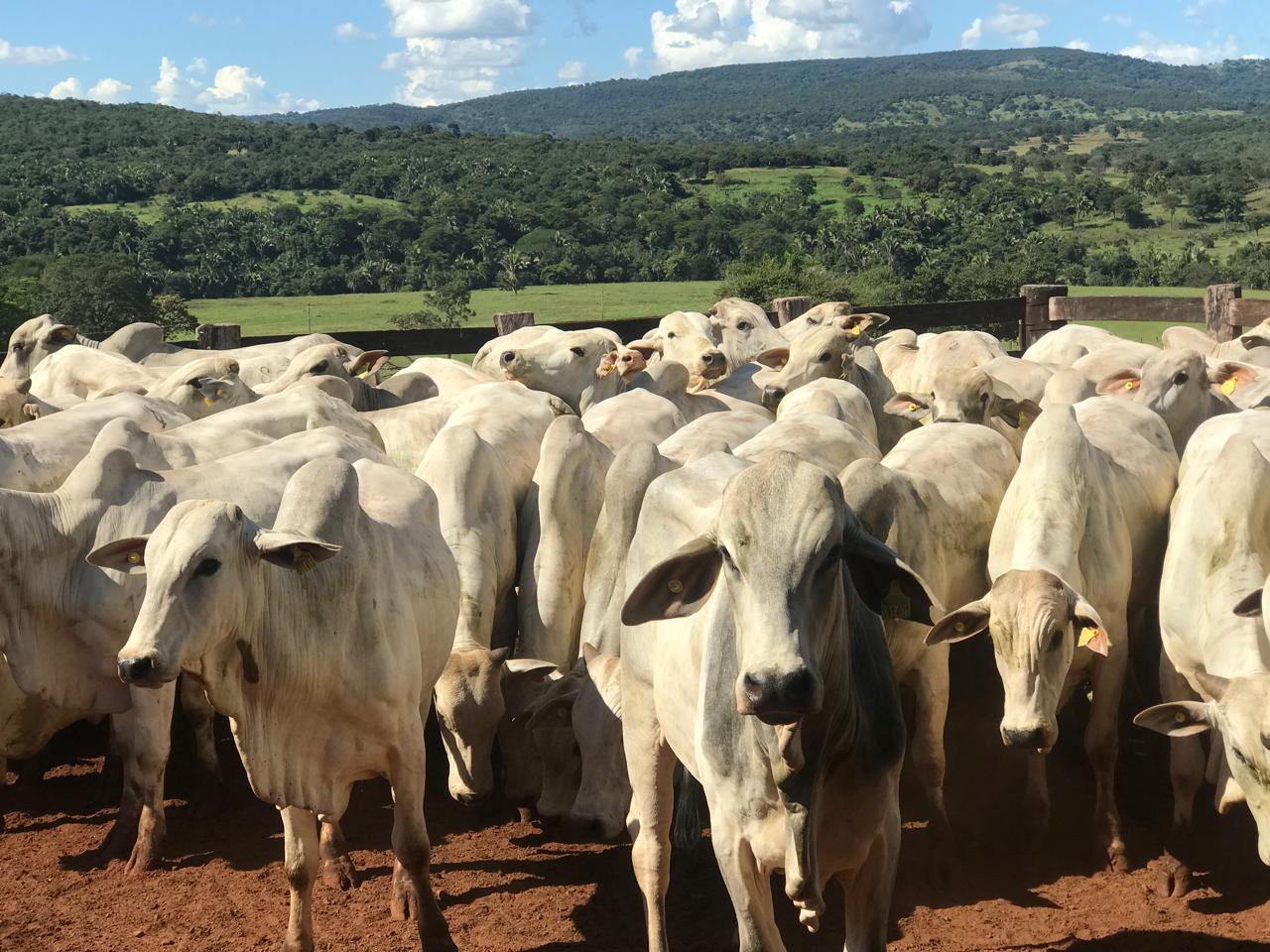 Governo beneficia mais de 10 mil produtores rurais com perdão de multas