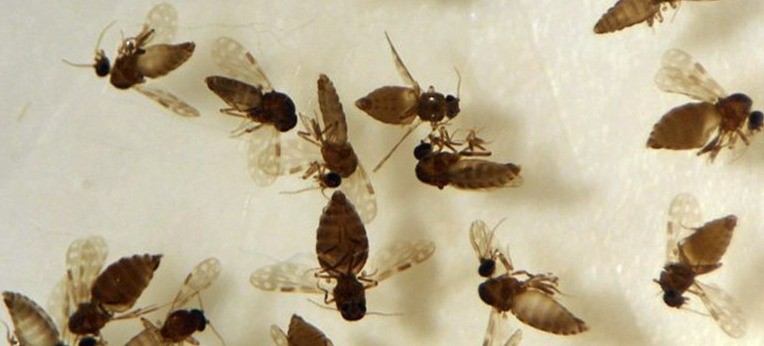 Goiás confirma 1º caso de febre Oropouche em Anápolis