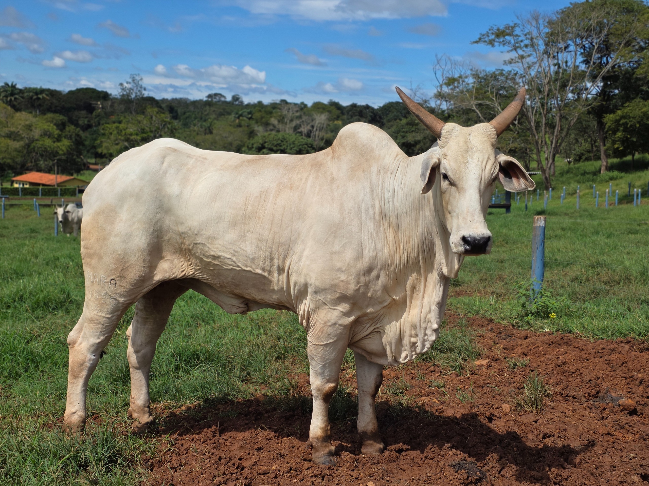 Goiás deve movimentar R$ 23,7 bilhões com bovinocultura em 2026