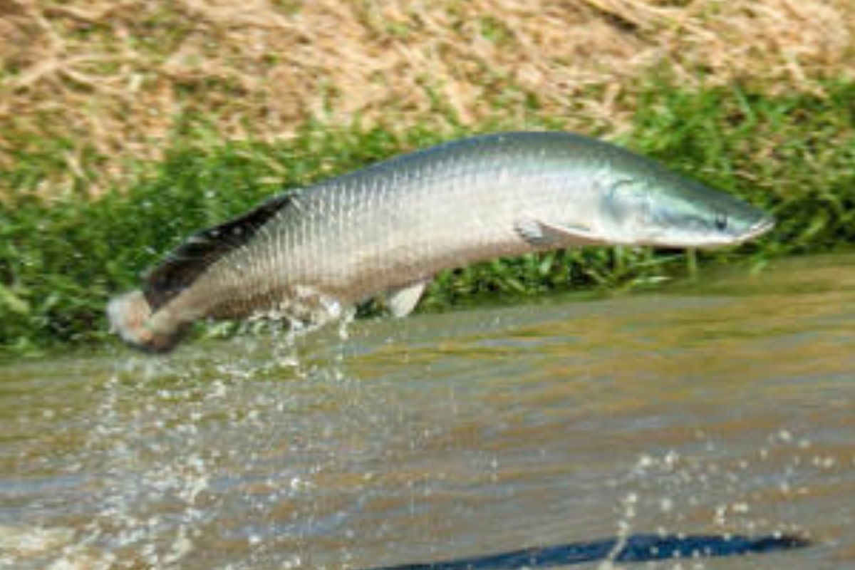 Regras para pesca do pirarucu mudam em Goiás