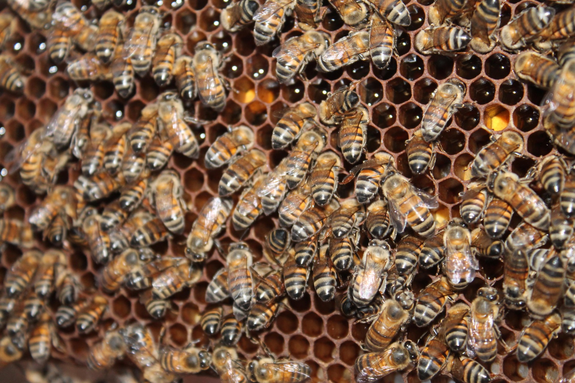 Agrodefesa e CLB lançam “Guia de Boas Práticas Agrícolas para Preservação dos Polinizadores”