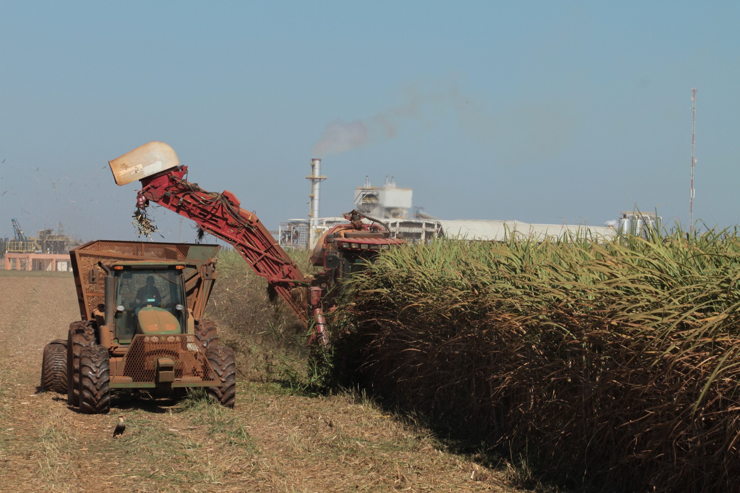 Goiás bate recorde e atinge 2º lugar em ranking nacional de produção de cana-de-açúcar