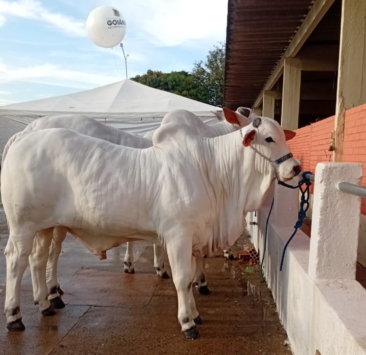 Governo leva serviços à Pecuária de Goiânia 2026