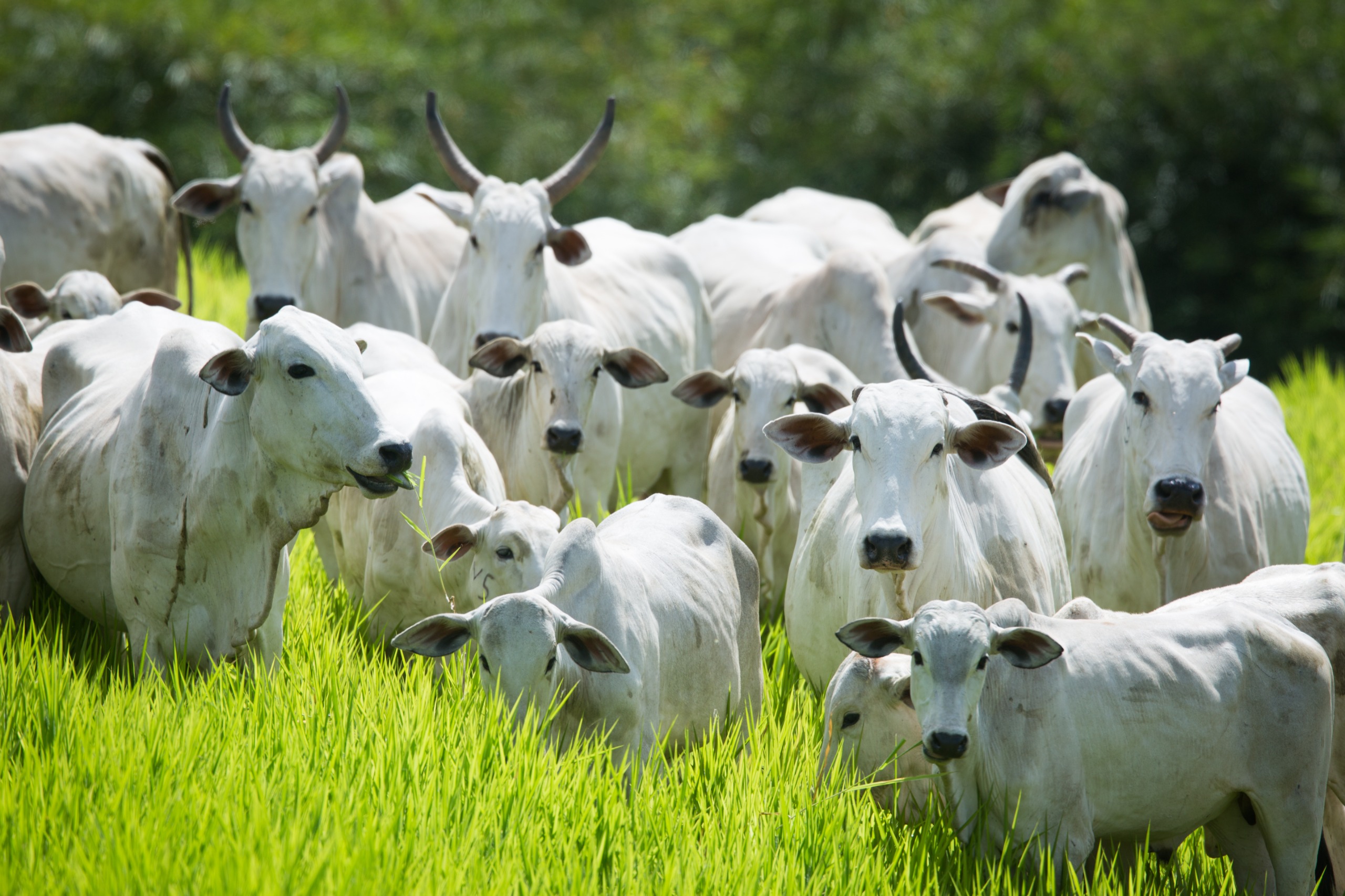 Semana de Combate e Prevenção à Brucelose Bovina começa dia 25