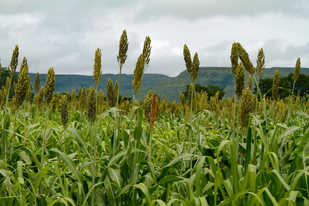Goiás mantém liderança nacional na produção de sorgo