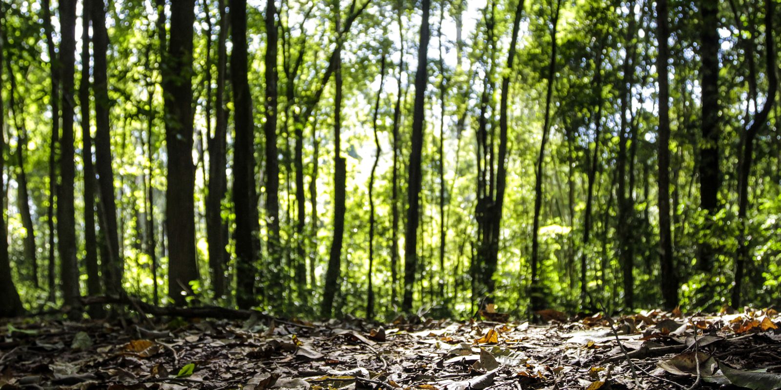 Producao florestal bate recorde em 2025 impulsionada pela silvicultura