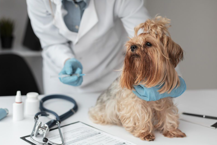 Projeto de Farmácia Veterinária Popular em Goiás segue para votação na Alego