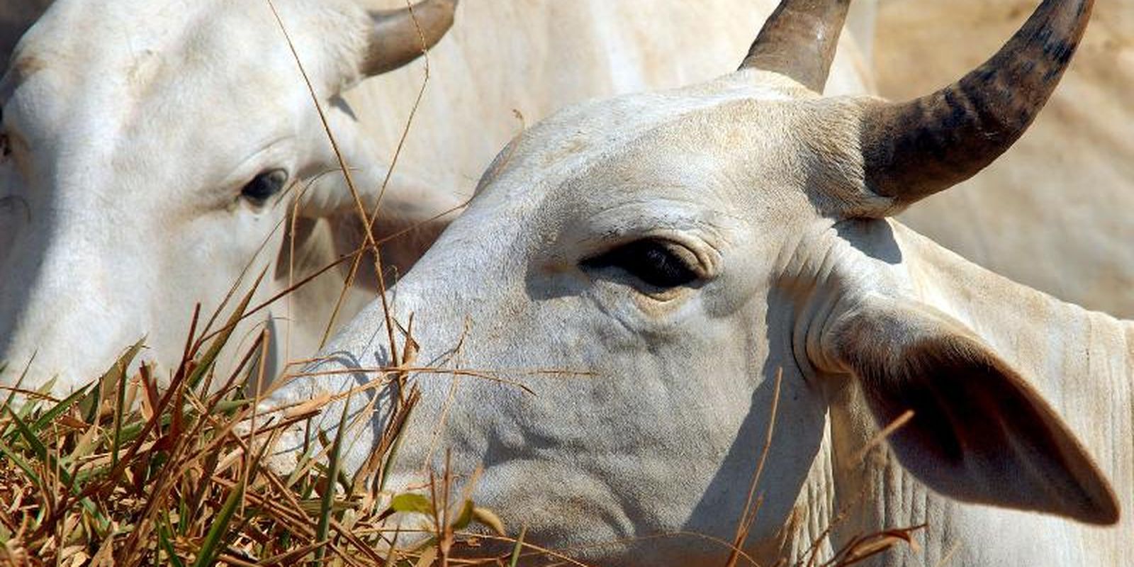 Carne bovina do Brasil enfrenta tarifa de 67% na China nesta quinta-feira
