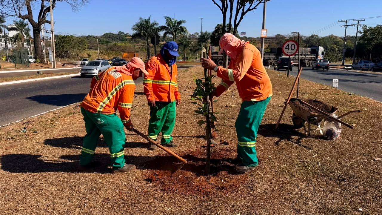 Comurg planta mais de mil árvores em 27 dias e prevê mais 551 até 2 de novembro