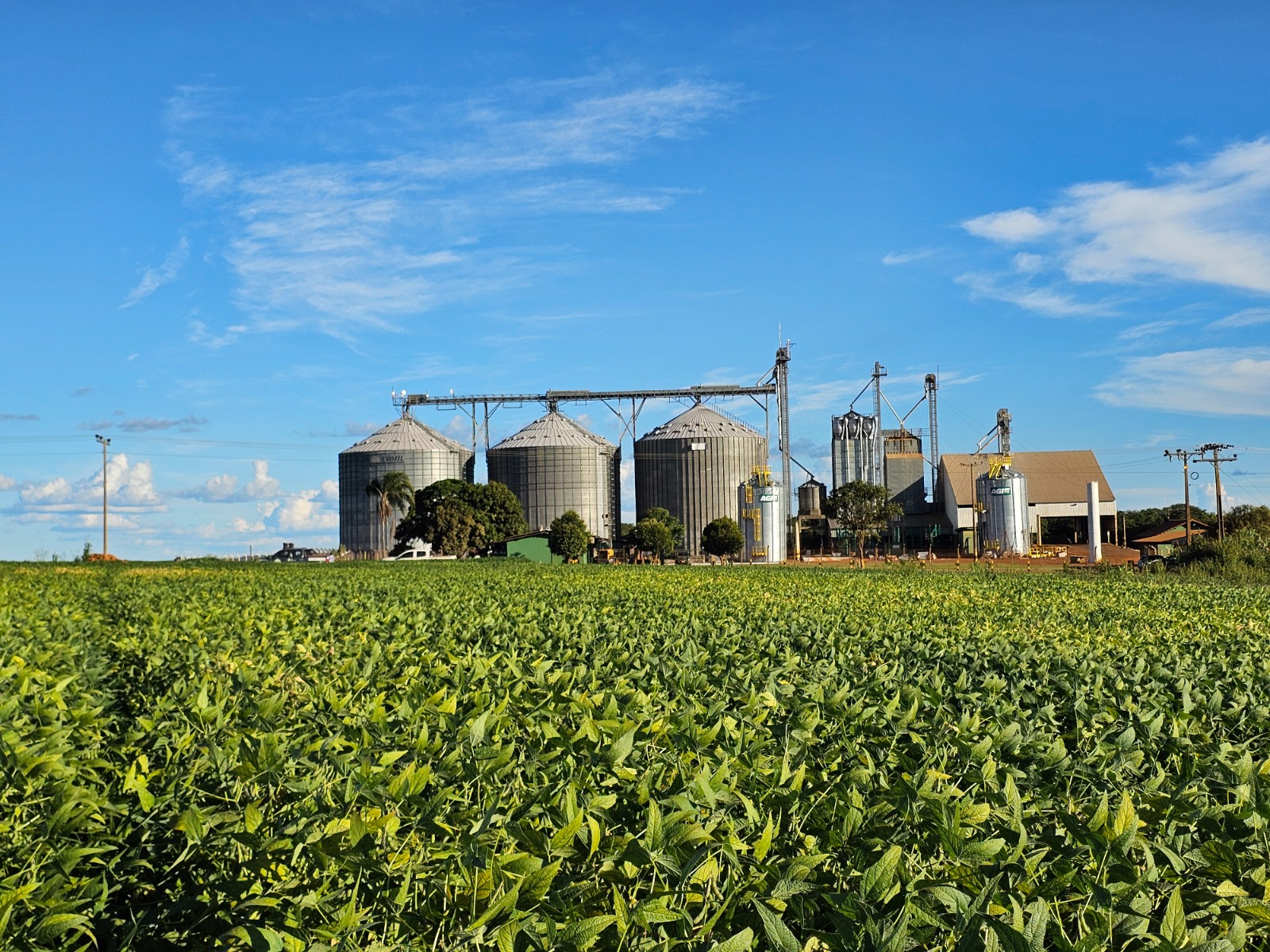 Em Goiás, produtividade da soja cresce 15,4% em dez anos