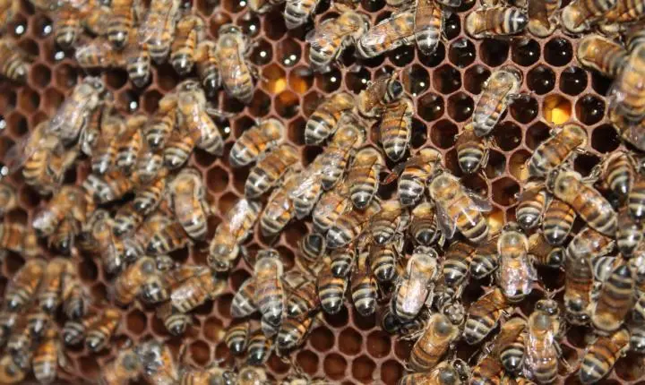 Agrodefesa e CLB lançam “Guia de Boas Práticas Agrícolas para Preservação dos Polinizadores”
