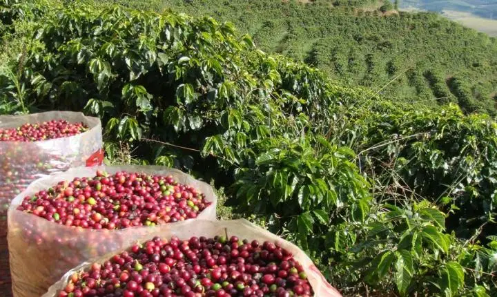 Cafeicultura em Goiás avança com encontro inédito