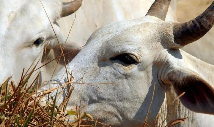 Carne bovina do Brasil enfrenta tarifa de 67% na China nesta quinta-feira