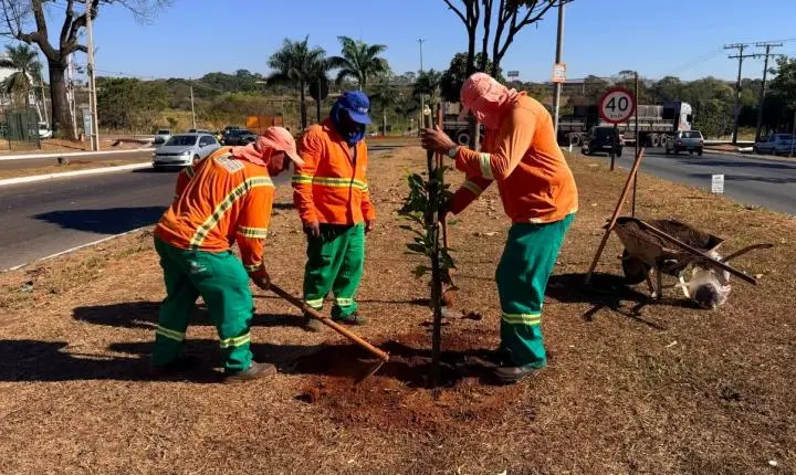 Comurg planta mais de mil árvores em 27 dias e prevê mais 551 até 2 de novembro