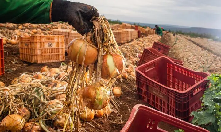 Em Goiás, ganho de produtividade faz colheita de cebola crescer 32,6%