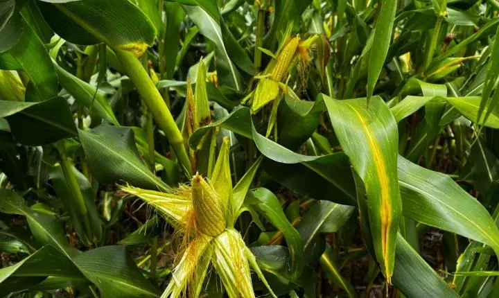 Goiás caminha para segunda maior safra de milho da história