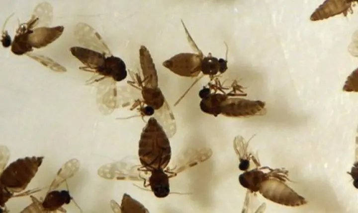 Goiás confirma 1º caso de febre Oropouche em Anápolis