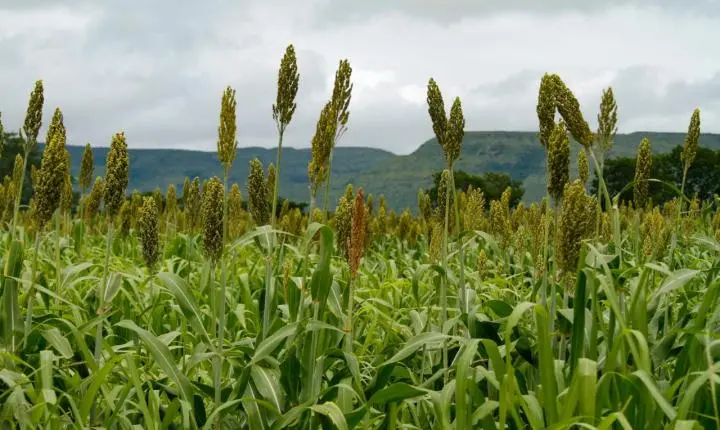 Goiás mantém liderança nacional na produção de sorgo