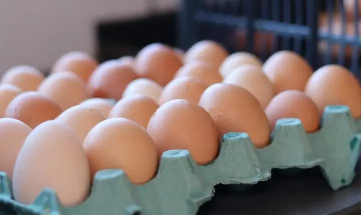 Goiás registra segundo maior volume de produção de ovos no primeiro semestre