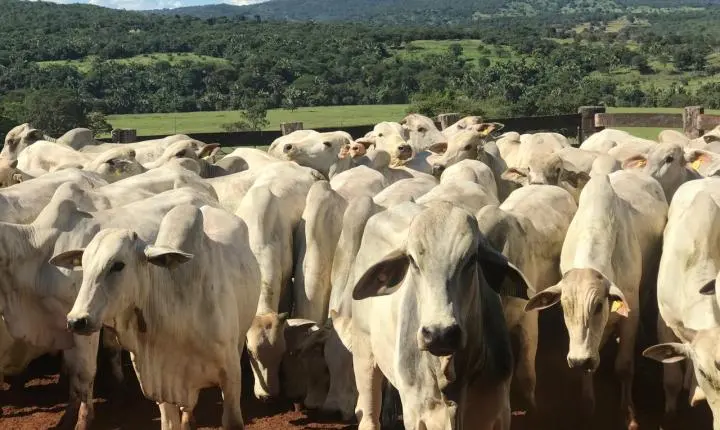 Governo beneficia mais de 10 mil produtores rurais com perdão de multas