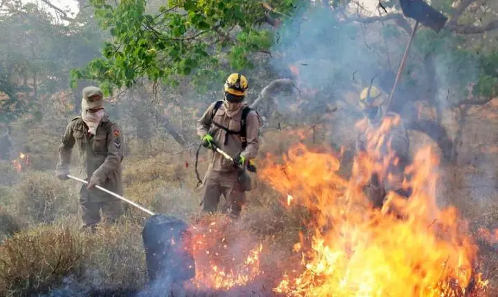 Governo lança chamada pública para projetos que visam prevenir incêndios no Cerrado