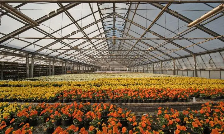 IA transforma o varejo de flores e otimiza operações